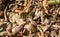 Forest floor with beech nuts from oaks. Nature background texture with copy space