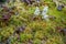 Forest floor with green grass and moss, mushrooms and various vegetation