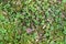 Forest floor with lingonberry bushes, red fruits of cowberry vaccinium vitis-idaea and moss.