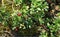 Forest floor with lingonberry bushes, red fruits of cowberry vaccinium vitis-idaea and moss. Aerial view.
