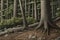 Forest Floor - Low-Angle Shot of a Majestic Woodland