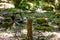 Forest floor with moss, stones and tree stump with spider threads