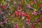 Forest floor with mossy and red colored undergrowth and twigs