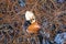 Forest floor with pine needles, cones and yellow leaves