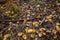 Forest floor in Utah with golden aspen leaves and branches.