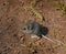 Forest Floor Wood Mouse (Apodemus sylvaticus)