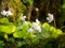 Forest flower and green leaves with moss and trunk bark of tree background