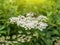 Forest flower plant with butterfly and bees