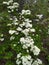 Forest flowers. The beauty of the taiga, Irkutsk. Siberia