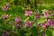 Forest flowers dead-nettle