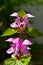 Forest flowers dead-nettle