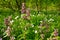 Forest flowers dead-nettle and chickweed