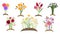 Forest flowers garden. Spring floral planting, simple gardening. Blossom fields, isolated bouquets growing. Springtime