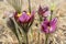 Forest  flowers snowdrops, pulsatilla, purple color, springtime