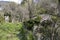 Forest with flowers and thick grass, showing a curving stone bridge