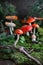 Forest fly agarics on green moss with fern and pine branches. Decorative composition made of amanita