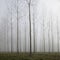 Forest in fog and autumn leaves on the green ground