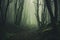 Forest in fog creating a mysterious atmosphere