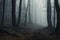 Forest in fog creating a mysterious atmosphere