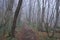 Forest in fog with mist. Fairy spooky looking woods in a misty day