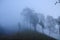 Forest with fog near semeru mountain