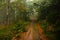 Forest, fog, road, rain, trees, leaves, a forest route, autumn, path