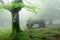 Forest with fog in spring and dead trunk