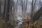 Forest in fog, tangled wilderness woodland off the beaten path