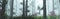 Forest in fog, trees in haze, morning park, 3D rendering