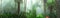 Forest in fog, trees in haze, morning park, 3D rendering