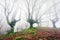 Forest with fog with twisted trees