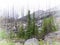 Forest foggy landscape. dead burnt trees and bright green spruce in the fog on a background of Rocky mountains