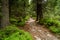 Forest foot path with rocks