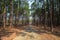 Forest, Footpath, Dirt Road, Pine Tree, Mountain