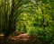 Forest footpath in green deciduous woods among the trees, freshness of nature