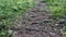 Forest footpath with green grass, tree roots and dark ground