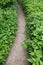 Forest Footpath With Lush Nettle Plants