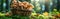 Forest Foraging: Basket of Edible Mushrooms on Mossy Ground during Mushroom Season