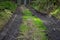 Forest forestry road mud way in green