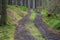 Forest forestry road mud way in green