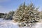 Forest fragment Snow-covered green fluffy fir