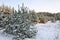 Forest fragment Snow-covered green fluffy fir