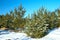 Forest fragment Snow-covered green fluffy fir