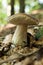 Forest fresh porcini mushrooms, autumn delicious boletus. Wild penny bun, cep, porcino
