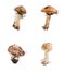 Forest fresh raw edible mushroom Suillus luteus