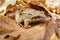 forest frog merging with the color of autumn foliage, biological mechanisms of protection from predators, masking animals for the