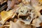 forest frog merging with the color of autumn foliage, biological mechanisms of protection from predators, masking animals for the