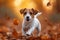 Forest frolic Jack Russell terrier puppy in spirited autumn play