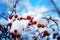 Forest fruits covered with snow on blue sky background