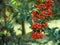 Forest Fruits - Pyracantha / Orange Berry